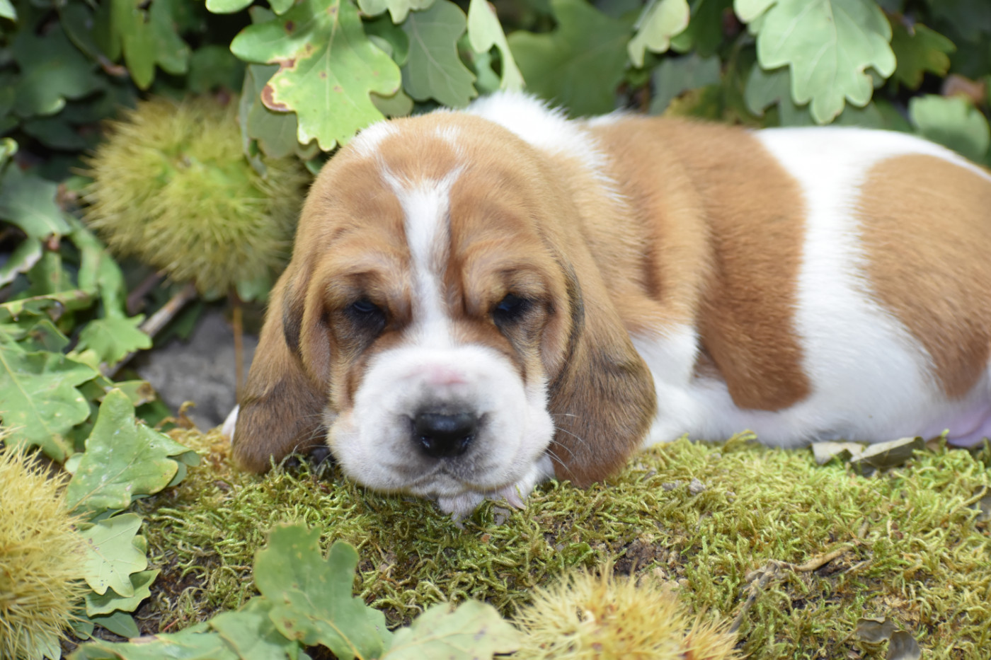 de la Mélodie du Sous Bois - Chiots disponibles - Basset Hound