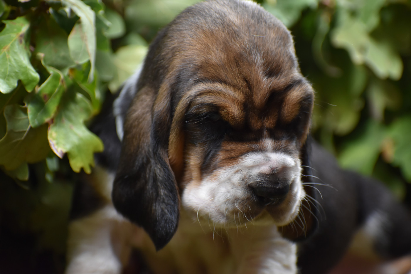 de la Mélodie du Sous Bois - Chiots disponibles - Basset Hound