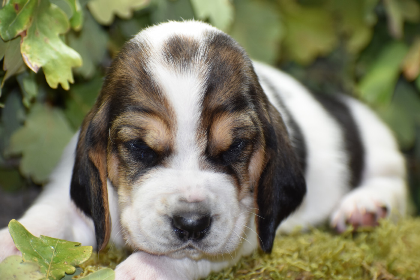 de la Mélodie du Sous Bois - Chiots disponibles - Basset Hound