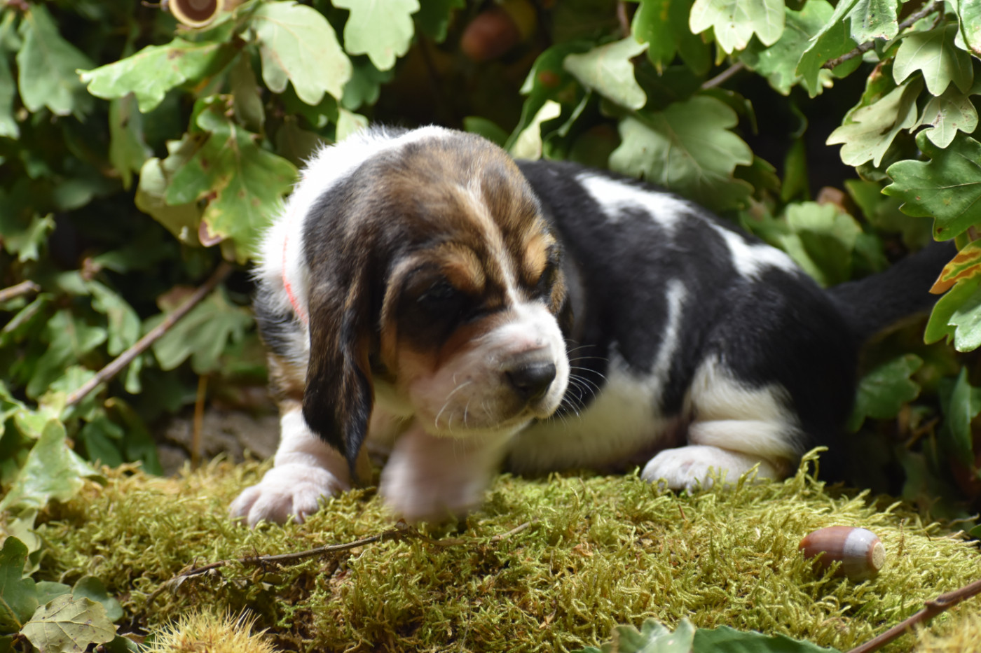de la Mélodie du Sous Bois - Chiots disponibles - Basset Hound