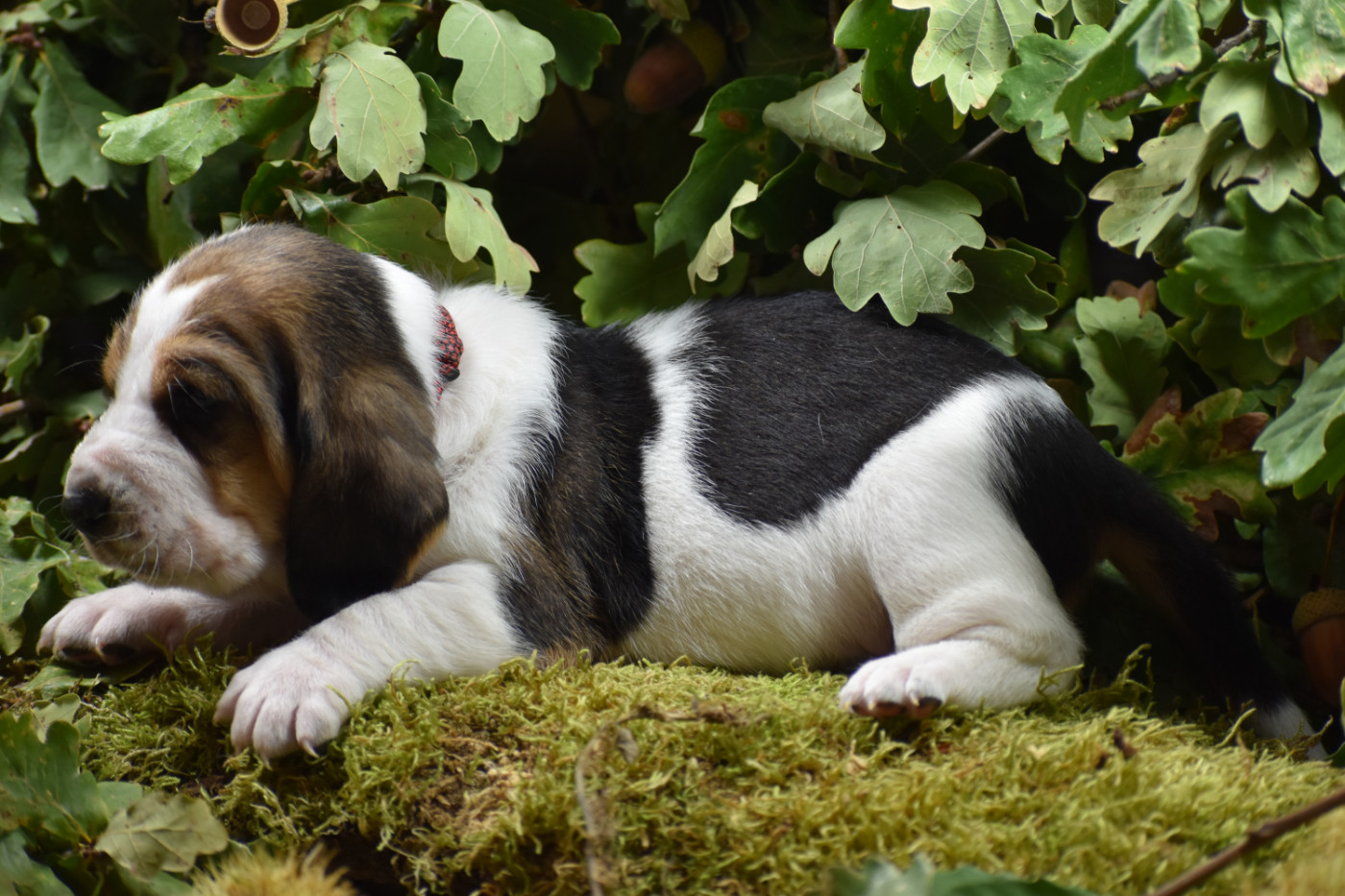 de la Mélodie du Sous Bois - Chiots disponibles - Basset Hound