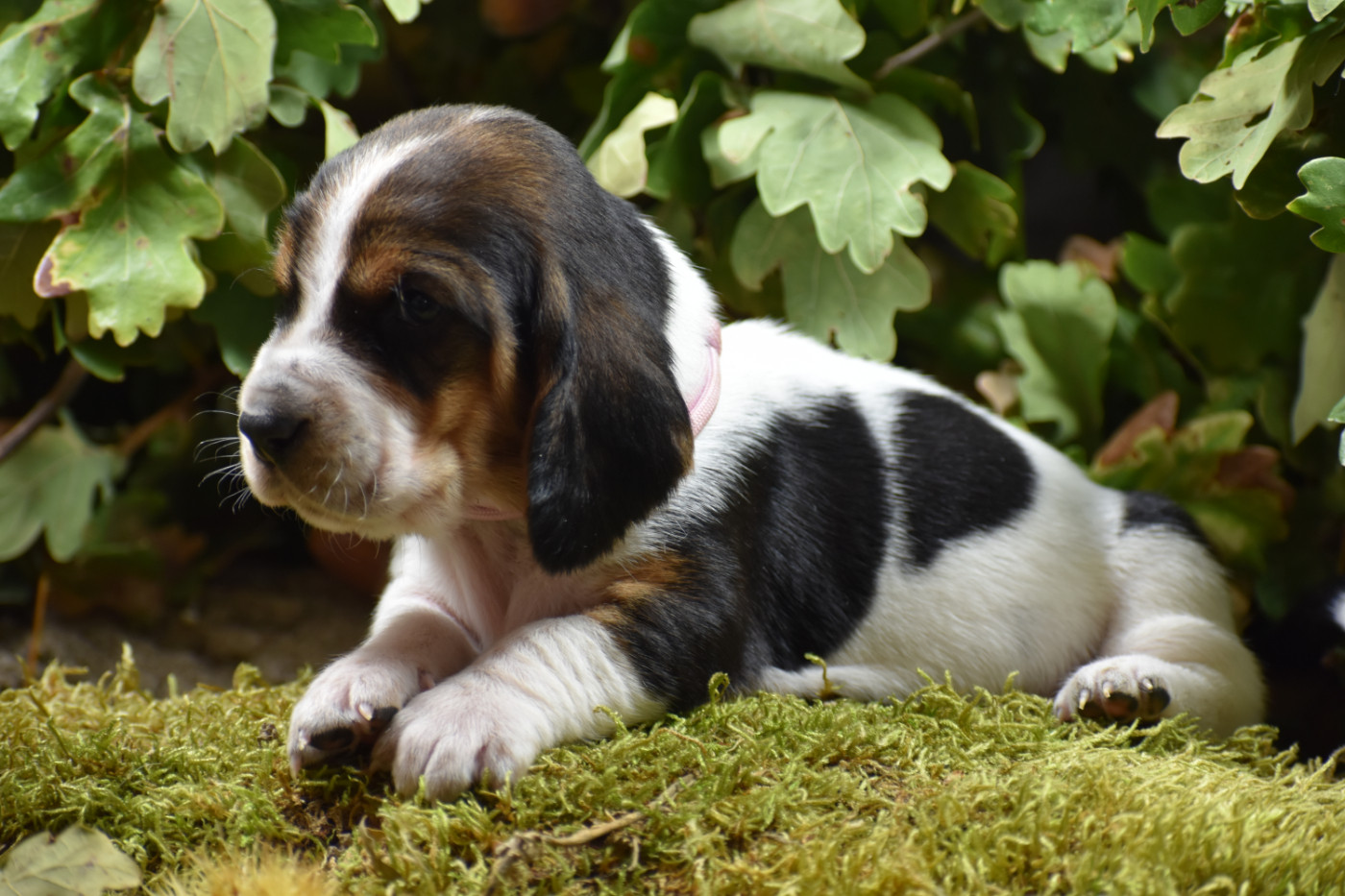 de la Mélodie du Sous Bois - Chiots disponibles - Basset Hound