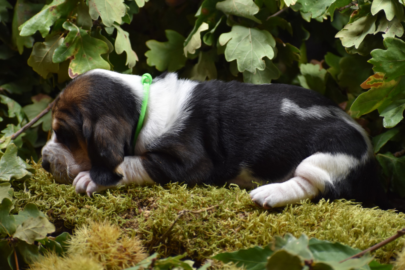 de la Mélodie du Sous Bois - Chiots disponibles - Basset Hound