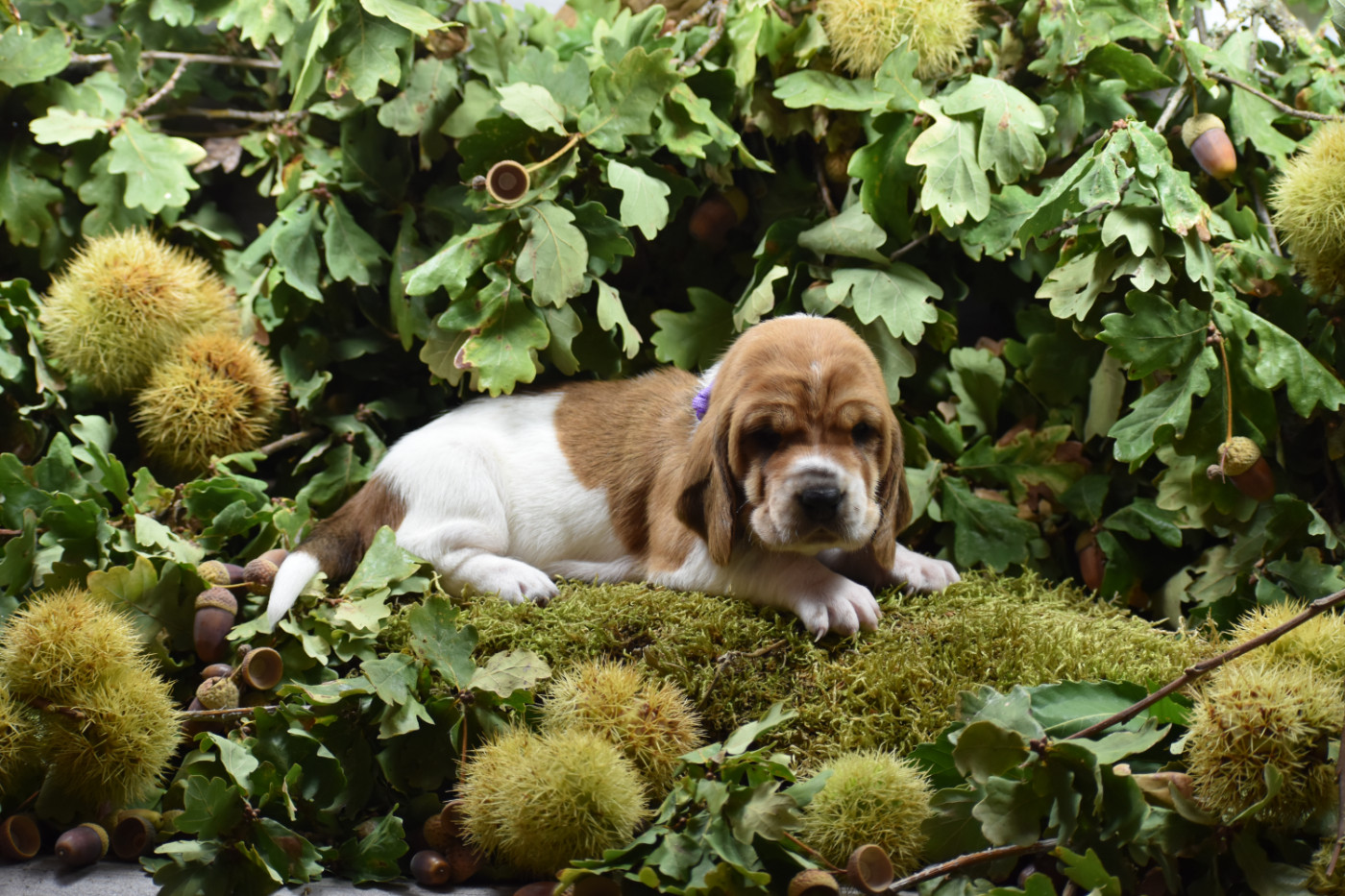 de la Mélodie du Sous Bois - Chiots disponibles - Basset Hound