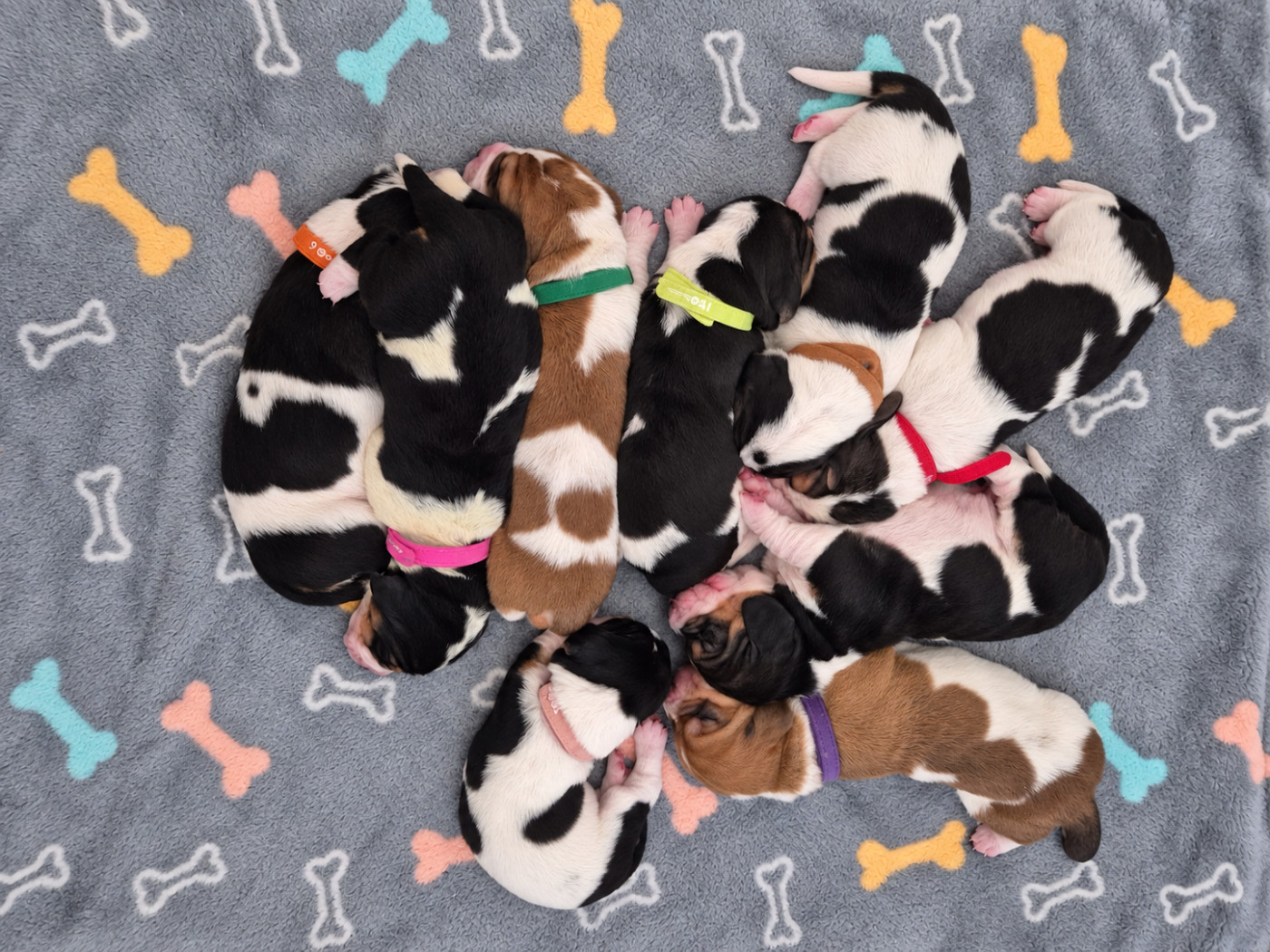 Chiot Basset Hound de la Mélodie du Sous Bois